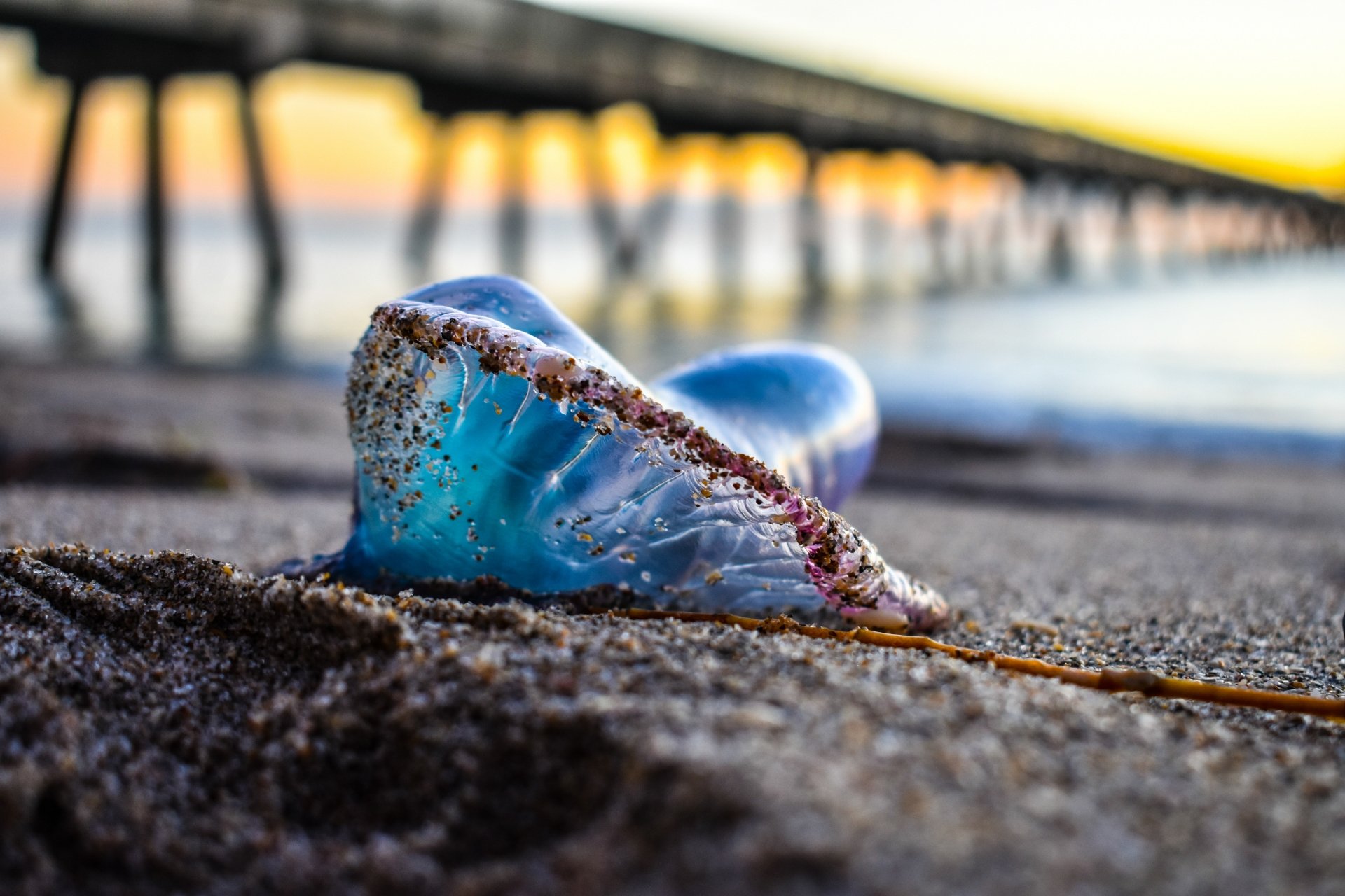 Download Animal Jellyfish 4k Ultra HD Wallpaper by Russell Daniel