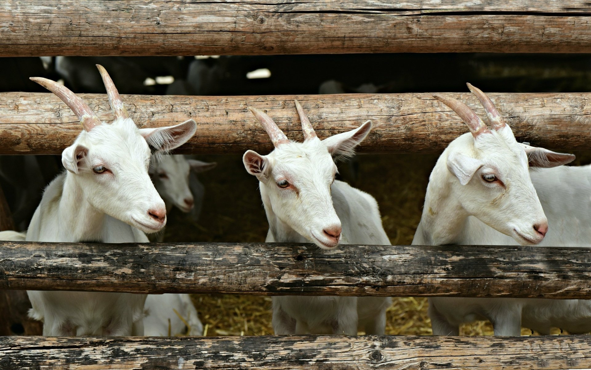Three Goats on a Farm Fondo de pantalla HD | Fondo de Escritorio