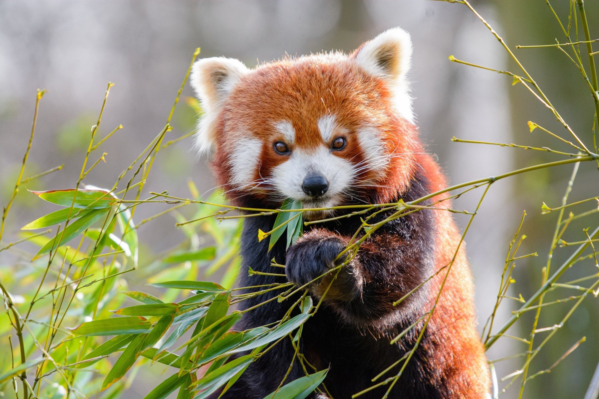 Download Animal Red Panda 4k Ultra HD Wallpaper