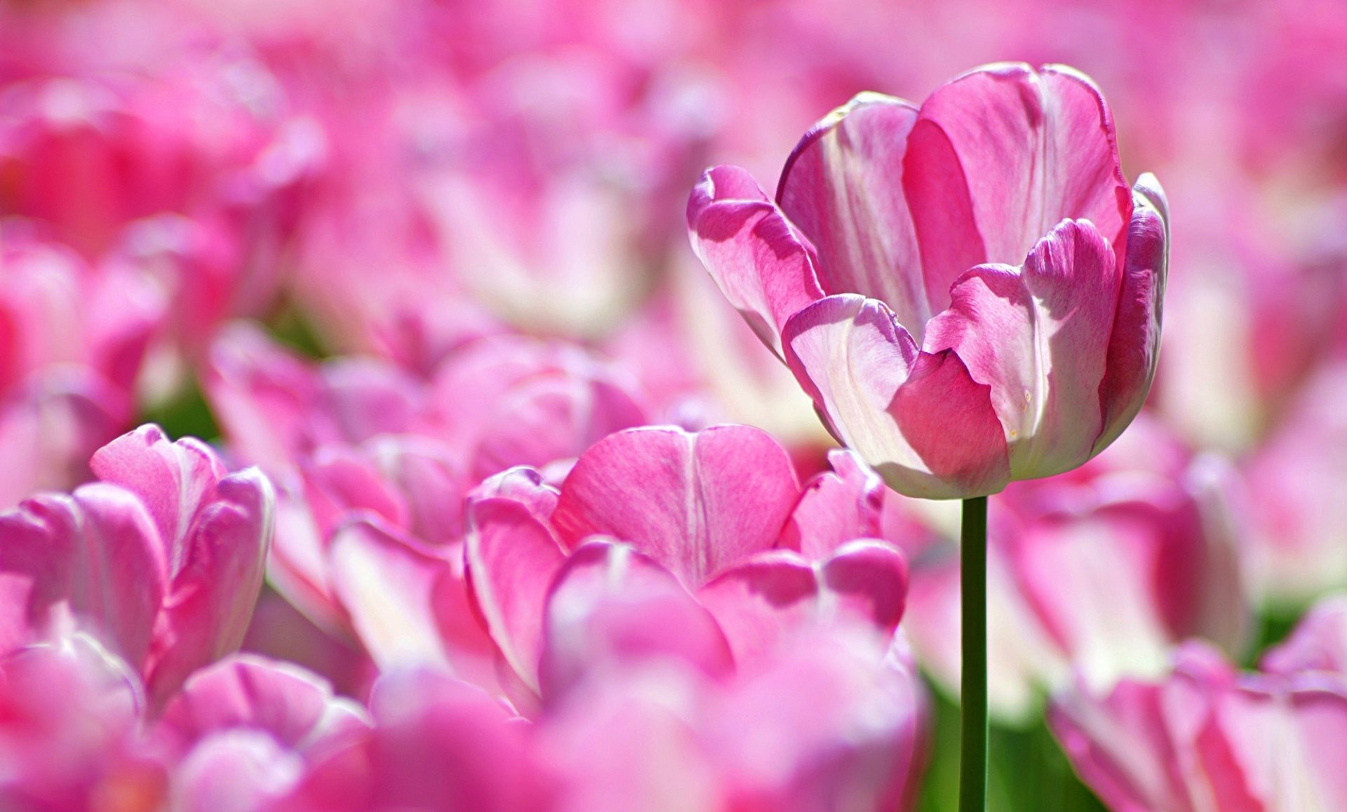 Download Pink Flower Flower Macro Nature Tulip HD Wallpaper