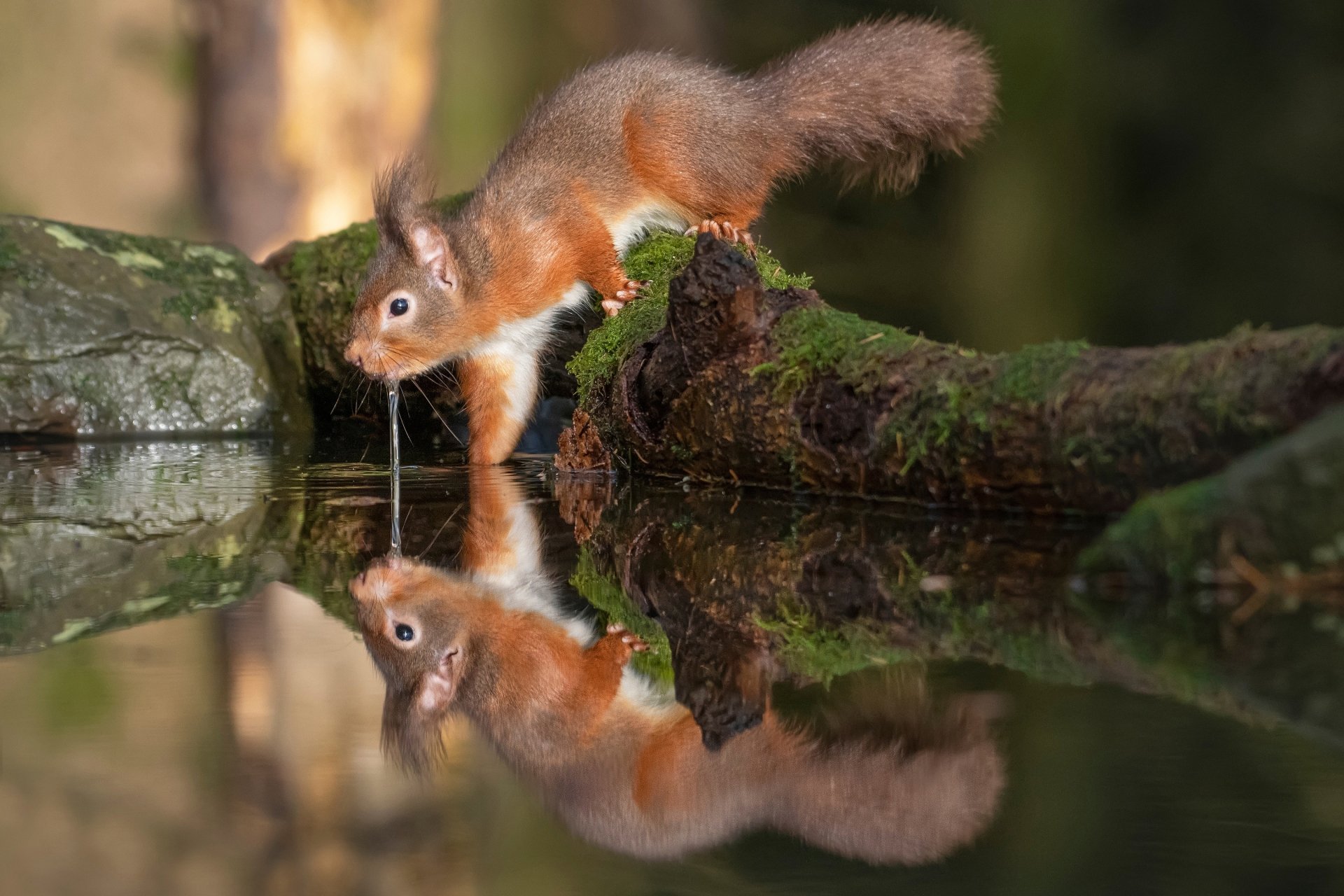 2K Quad HD PC desktop wallpaper/background: red squirrel (rodent) on a mossy log peering at its reflection in still water — tranquil animal scene.