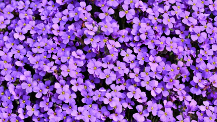A vibrant 4K Ultra HD desktop wallpaper featuring a dense cluster of purple aubrieta flowers in full bloom, showcasing nature's vivid plant beauty.