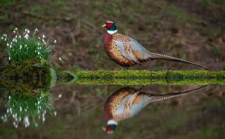 pond bird reflection Animal pheasant HD Desktop Wallpaper | Background Image