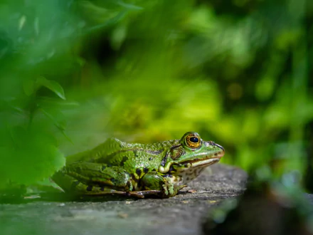 amphibian Animal frog HD Desktop Wallpaper | Background Image