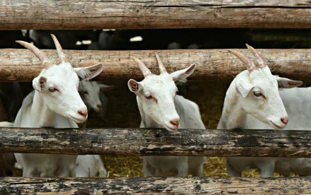 HD PC desktop wallpaper showing three white goats peering through wooden fence slats in a rustic setting.