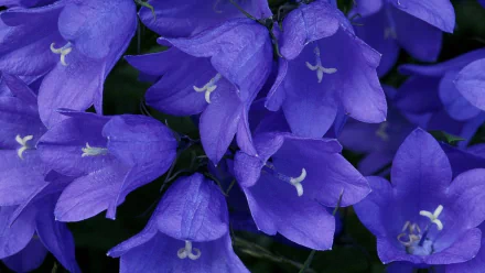Close-up HD desktop wallpaper of vibrant bluebell flowers in full bloom, showcasing delicate petals and natural beauty in a serene nature setting.