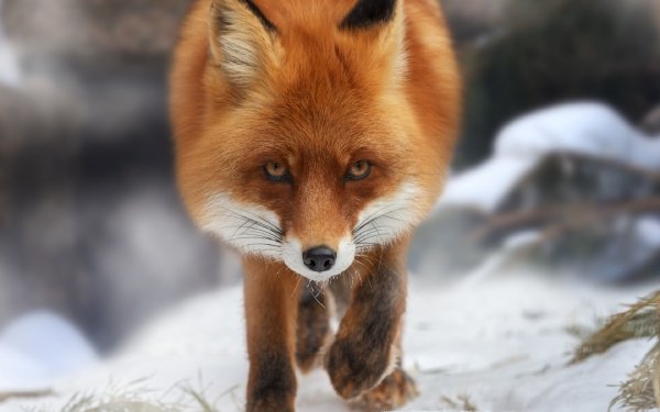 Animal Fox Stare Winter HD Wallpaper | Background Image