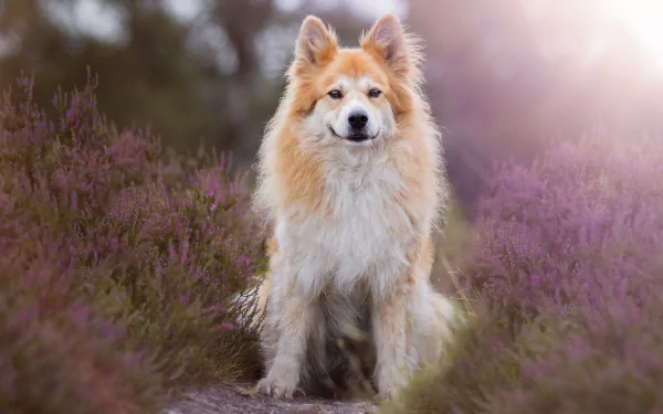 dog Animal eurasier HD Desktop Wallpaper | Background Image