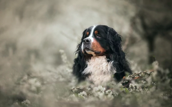 dog flower Animal bernese mountain dog HD Desktop Wallpaper | Background Image