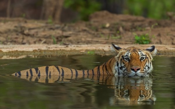 Animal Tiger Cats HD Wallpaper | Background Image
