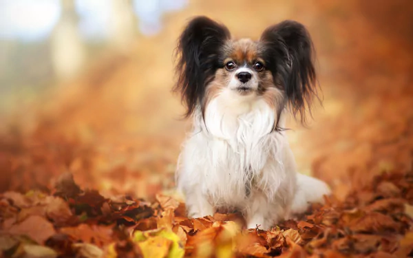 Papillon dog leaf fall Animal HD Desktop Wallpaper | Background Image