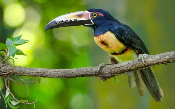  Collared Aricari Toucan