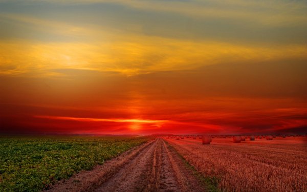 Nature Field HD Wallpaper | Background Image