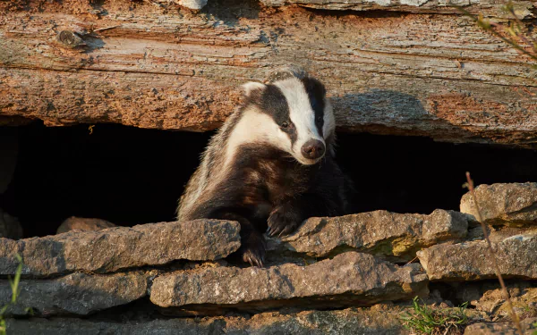  Badger Looking to see if the Coast is Clear :)