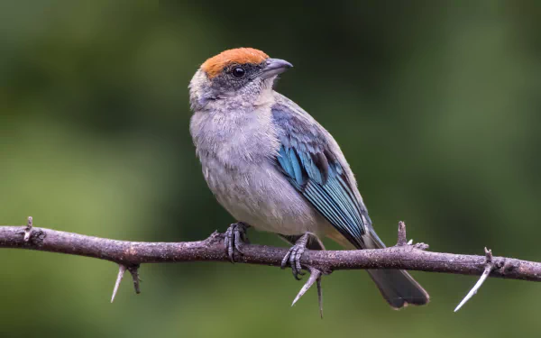 Scrub Tanager Animal tanager HD Desktop Wallpaper | Background Image