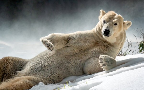 Animal Polar Bear Bears Snow HD Wallpaper | Background Image