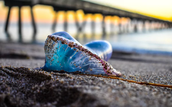 Animal jellyfish HD Desktop Wallpaper | Background Image