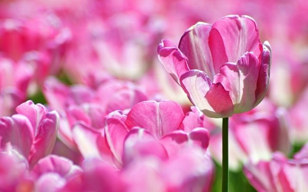 Earth Tulip Flowers Macro Flower Pink Flower HD Wallpaper | Background Image