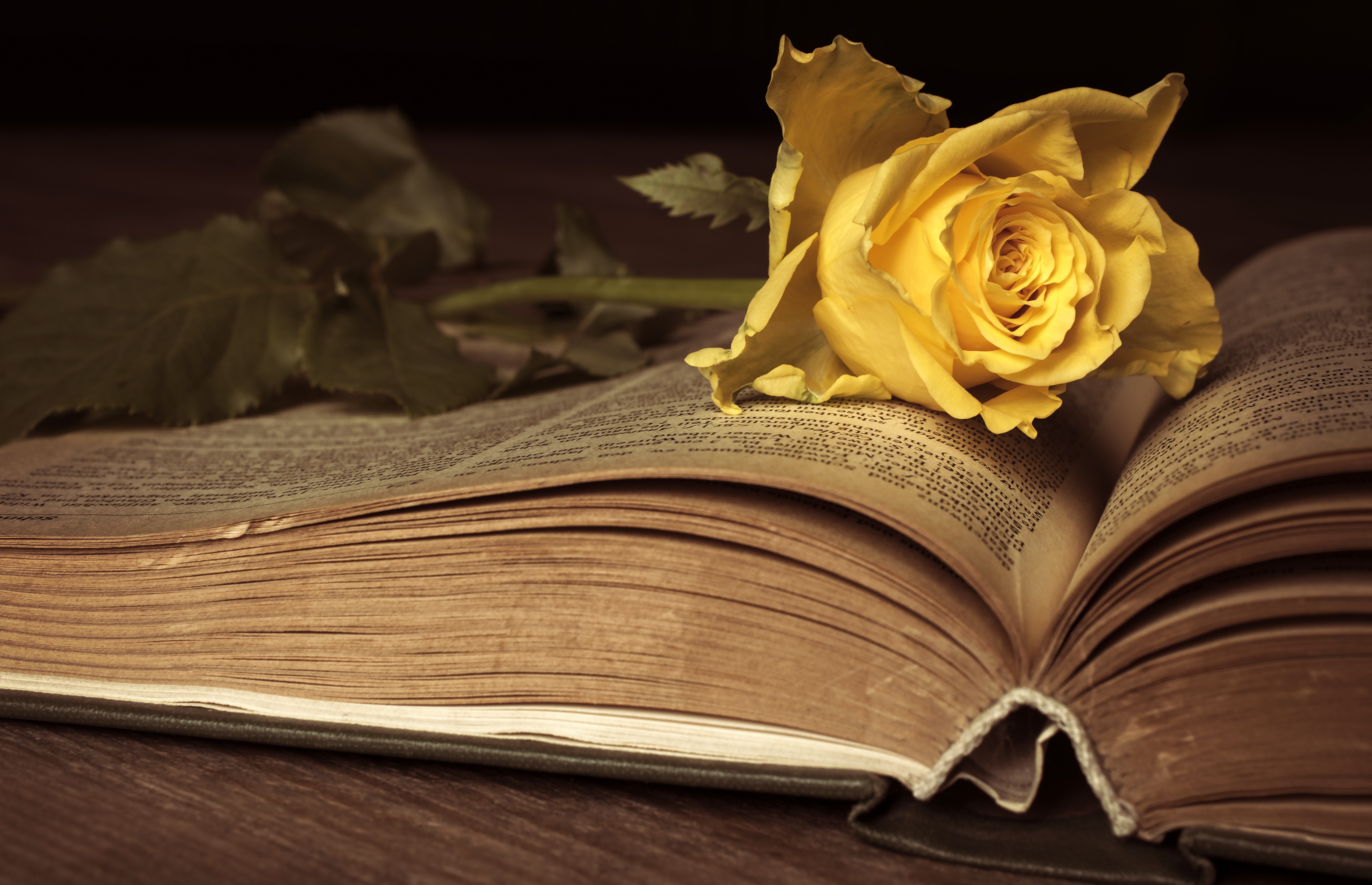 Book 4k Ultra HD Wallpaper | Background Image | 6016x3882