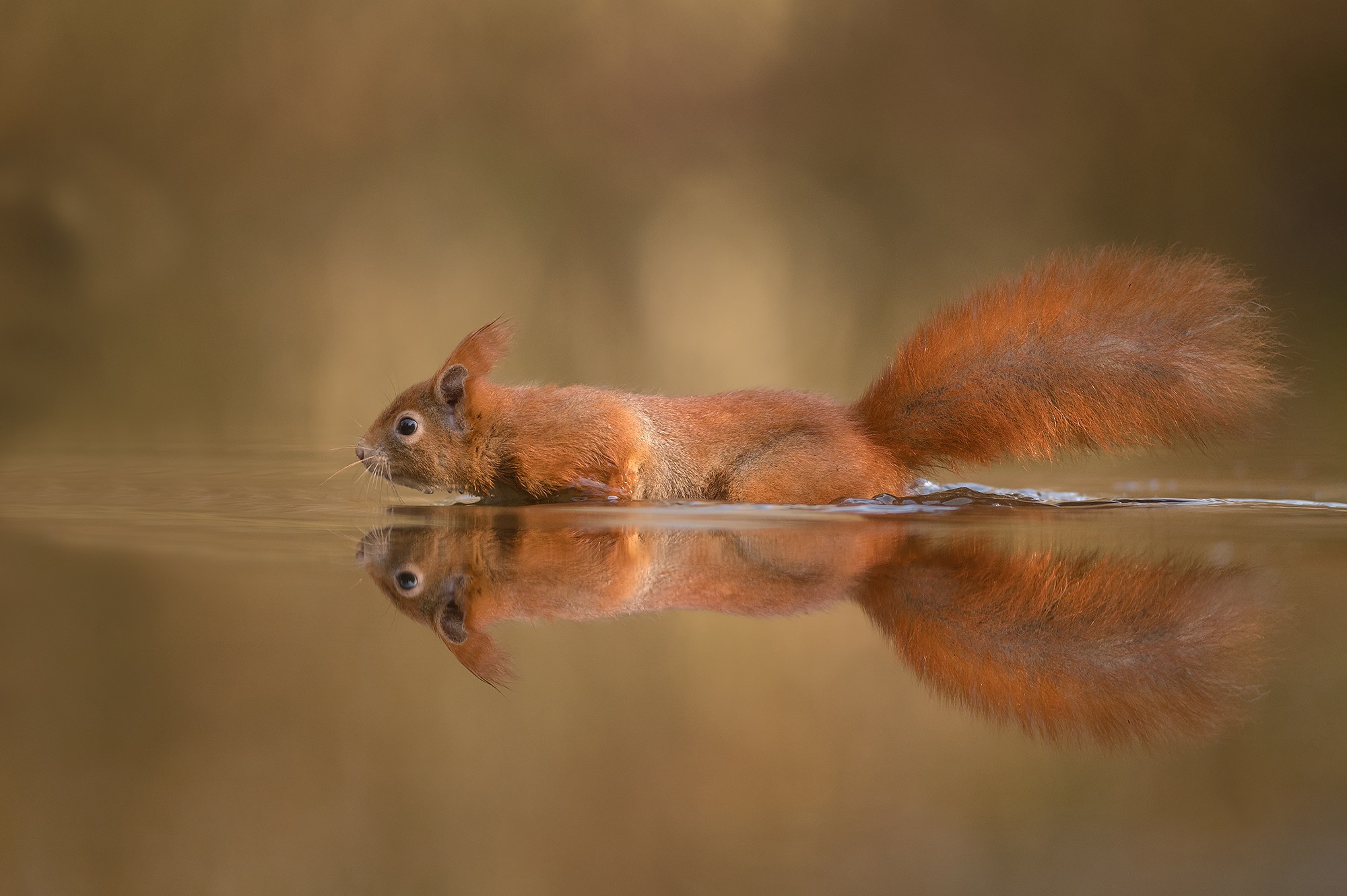 Download Reflection Rodent Animal Squirrel Hd Wallpaper