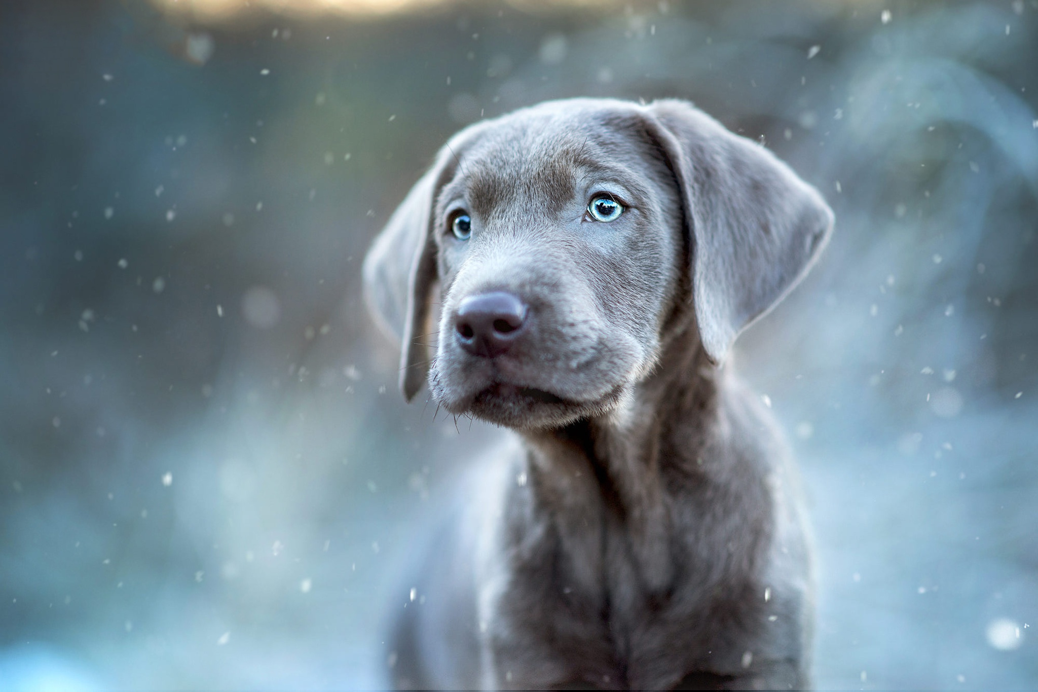 Animal Weimaraner HD Wallpaper