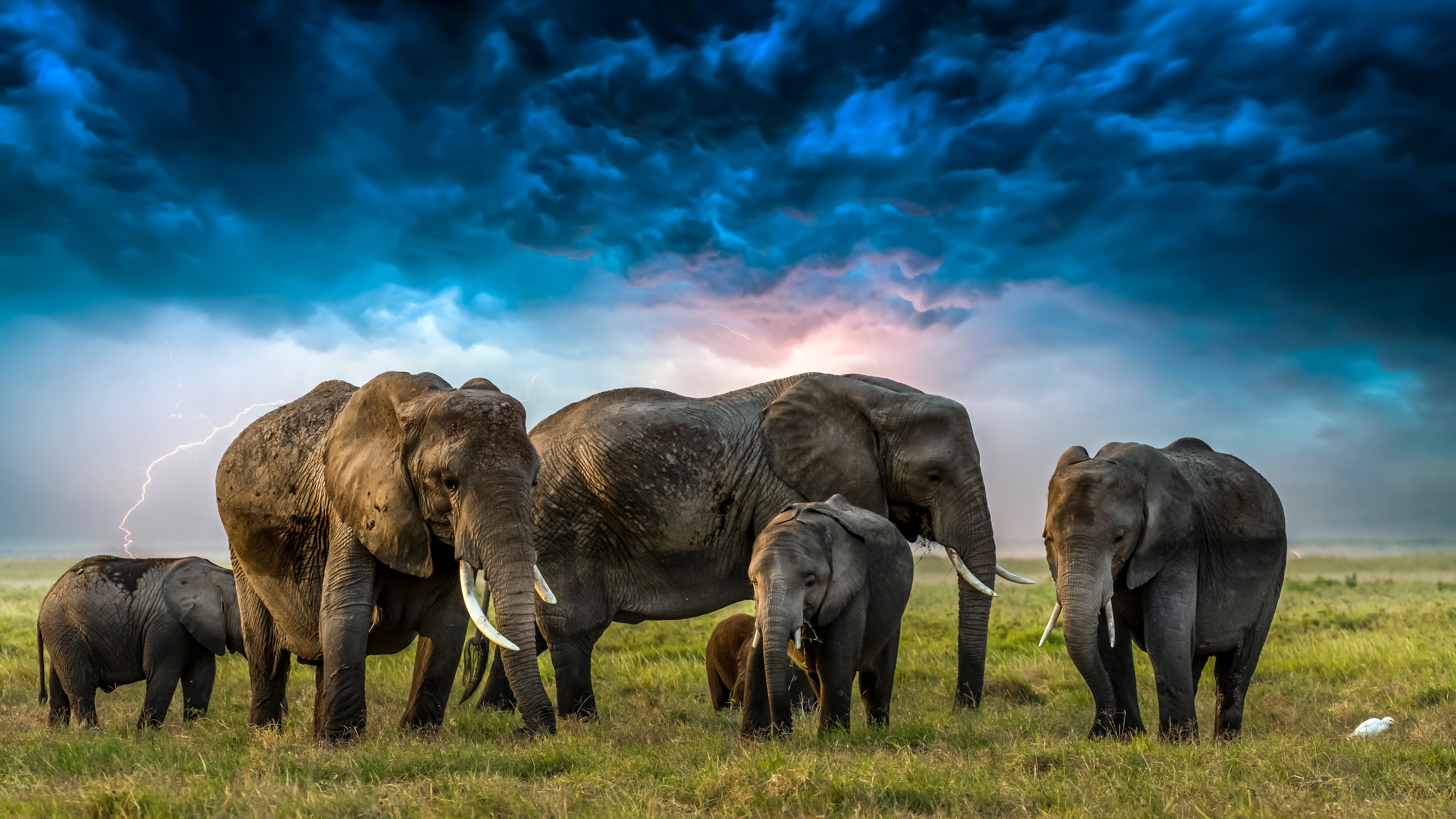 African bush elephant 4k Ultra HD Wallpaper