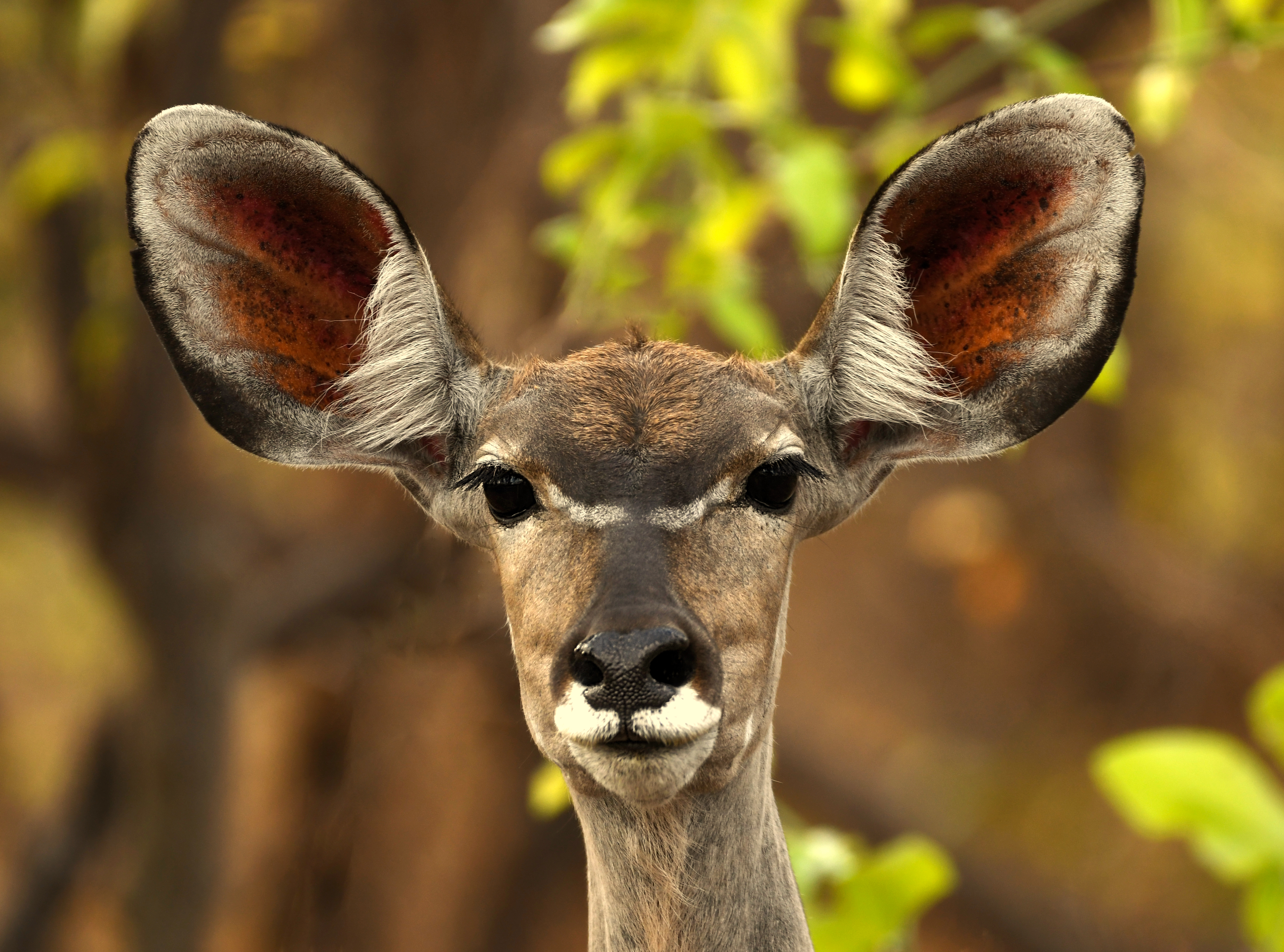 Animal Kudu HD Wallpaper | Background Image