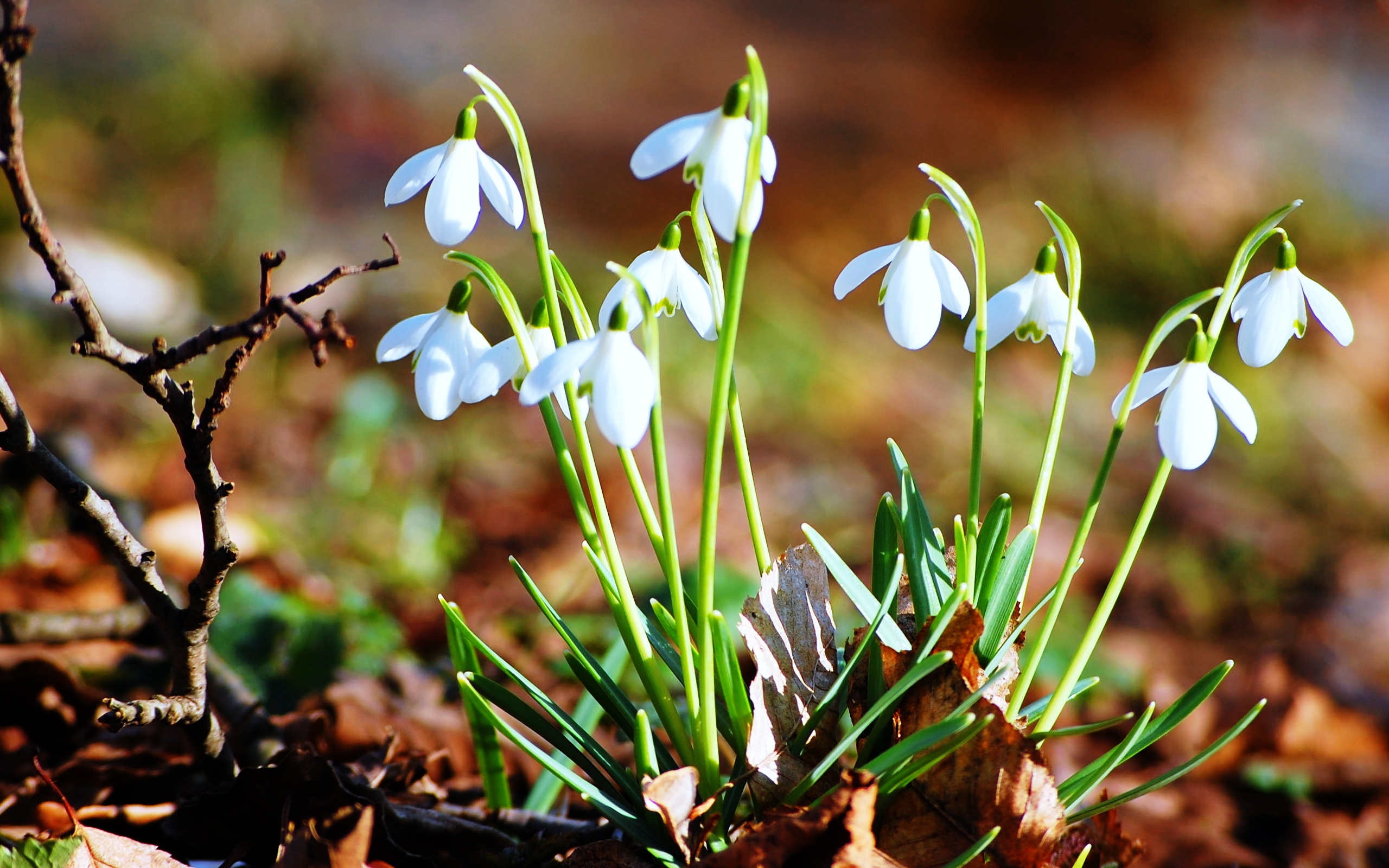 Nature Snowdrop HD Wallpaper | Background Image
