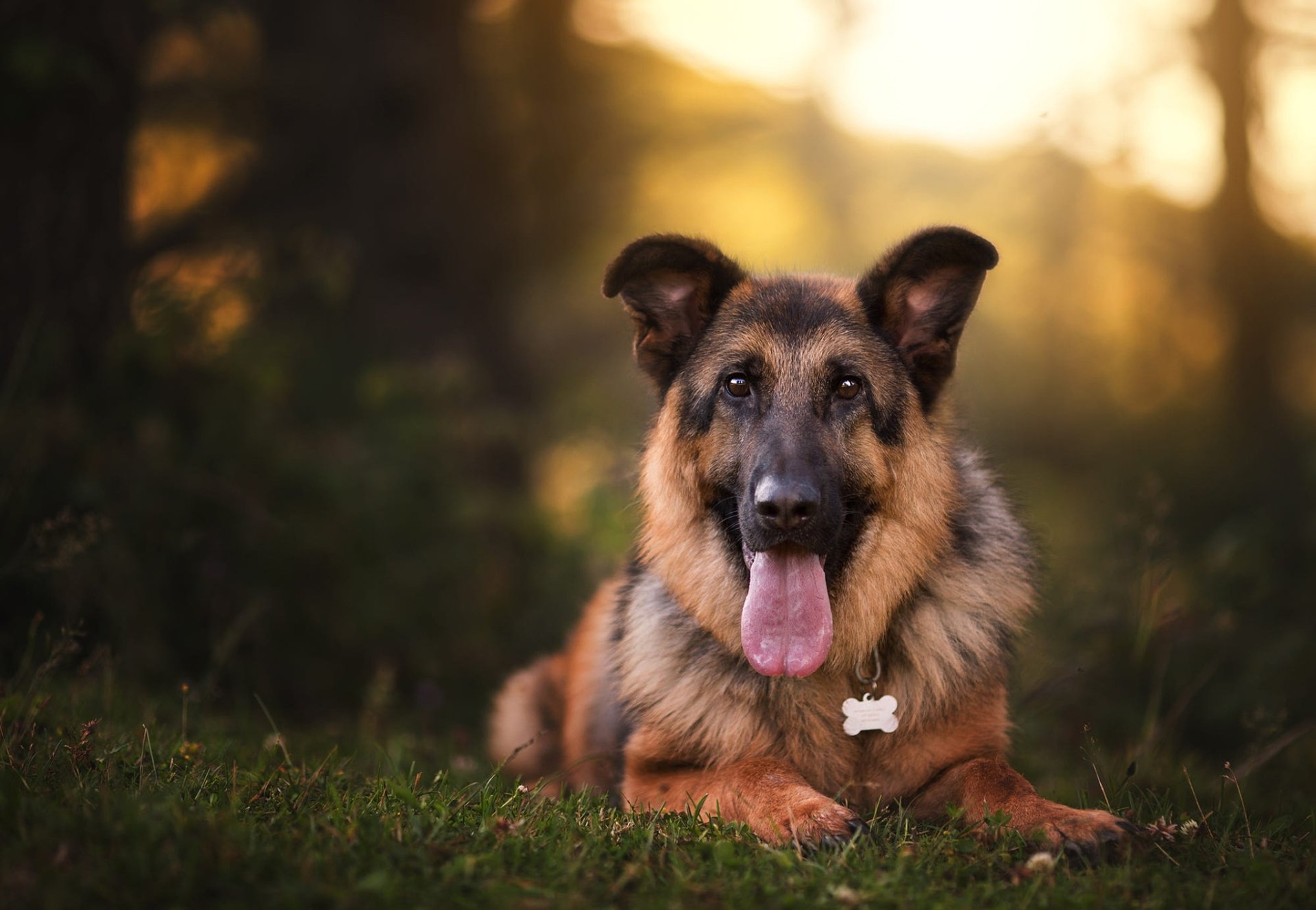 Animal German Shepherd HD Wallpaper