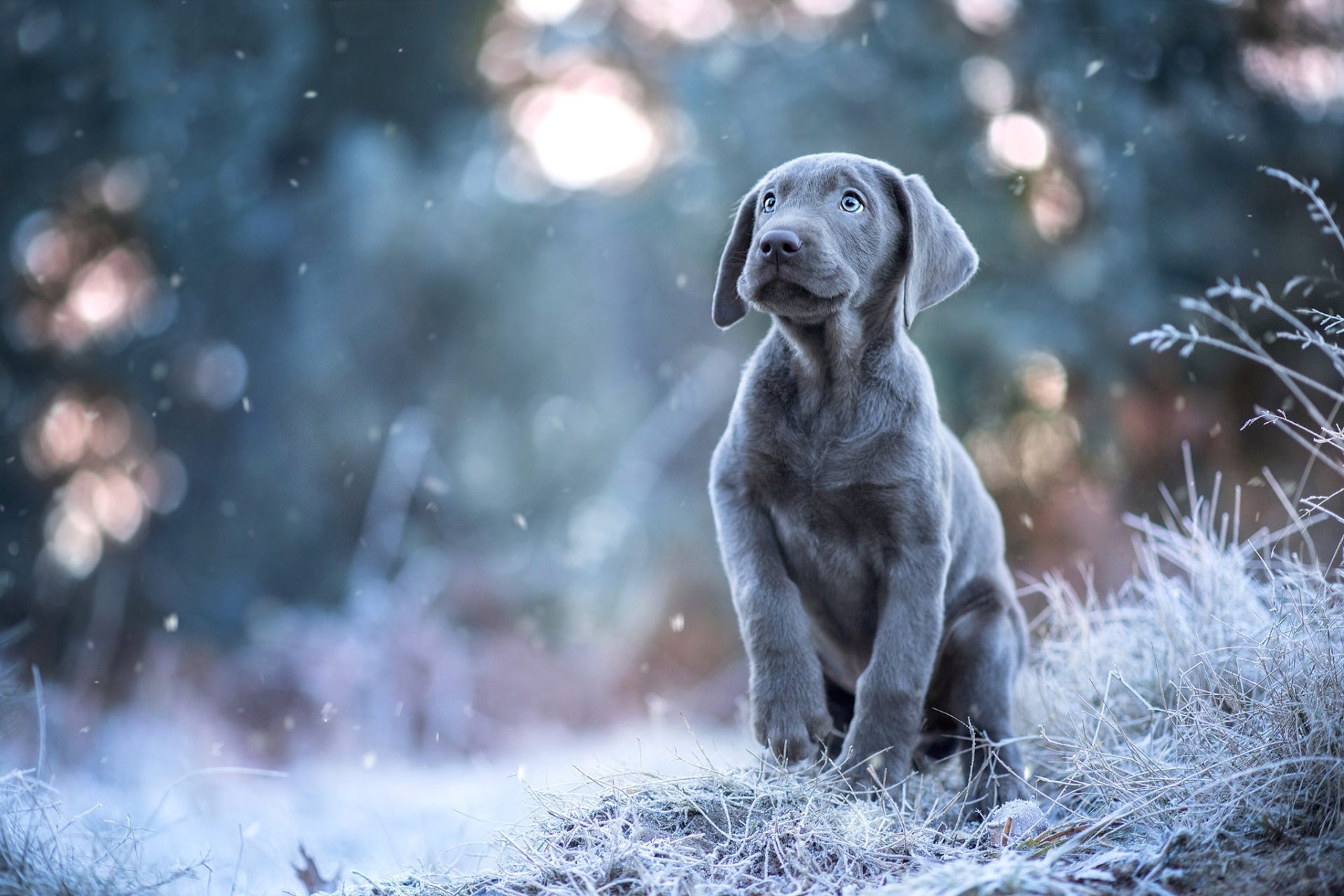 Download Puppy Baby Animal Dog Animal Weimaraner HD Wallpaper