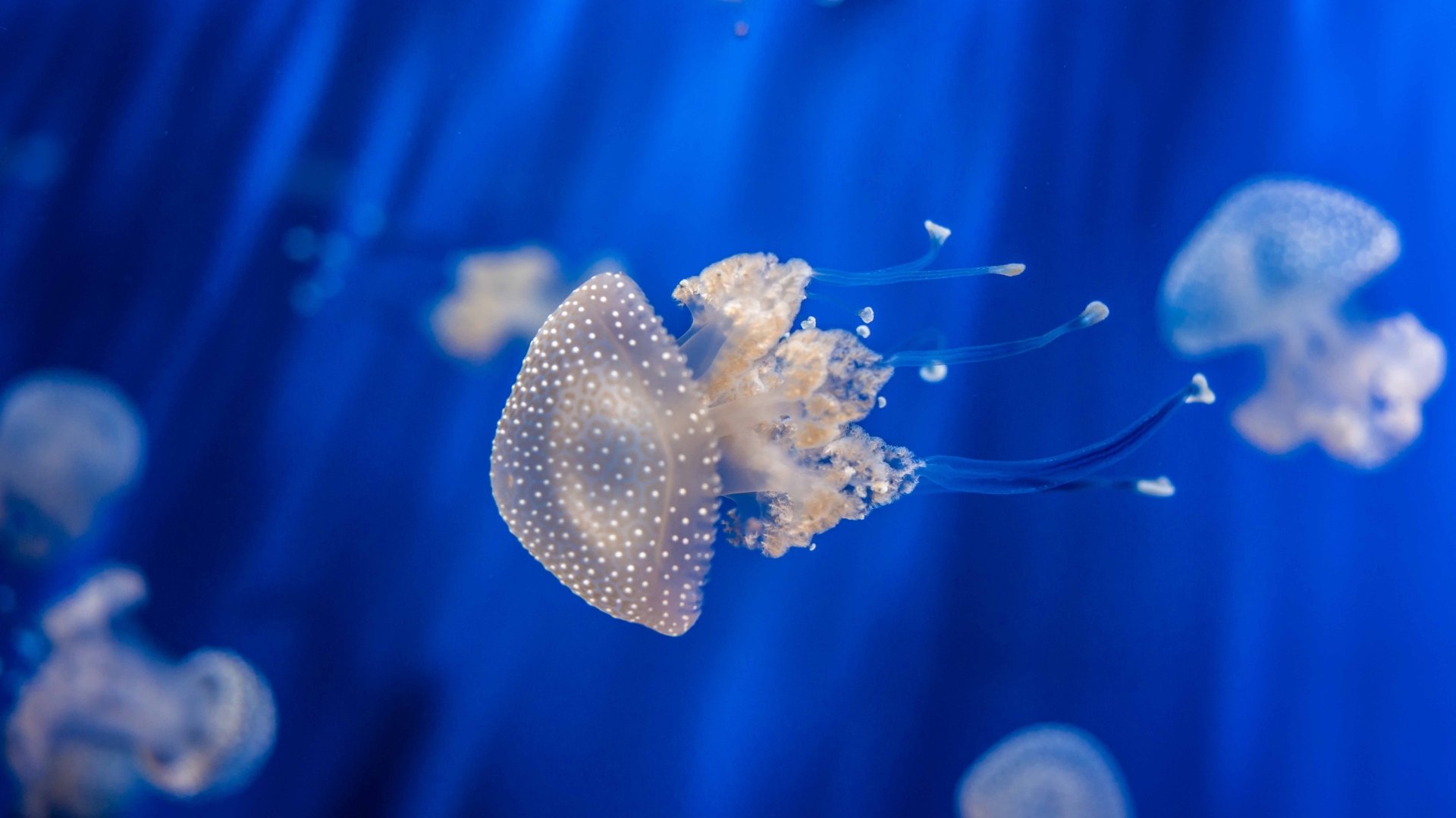Download Underwater Sea Life Animal Jellyfish 8k Ultra HD Wallpaper