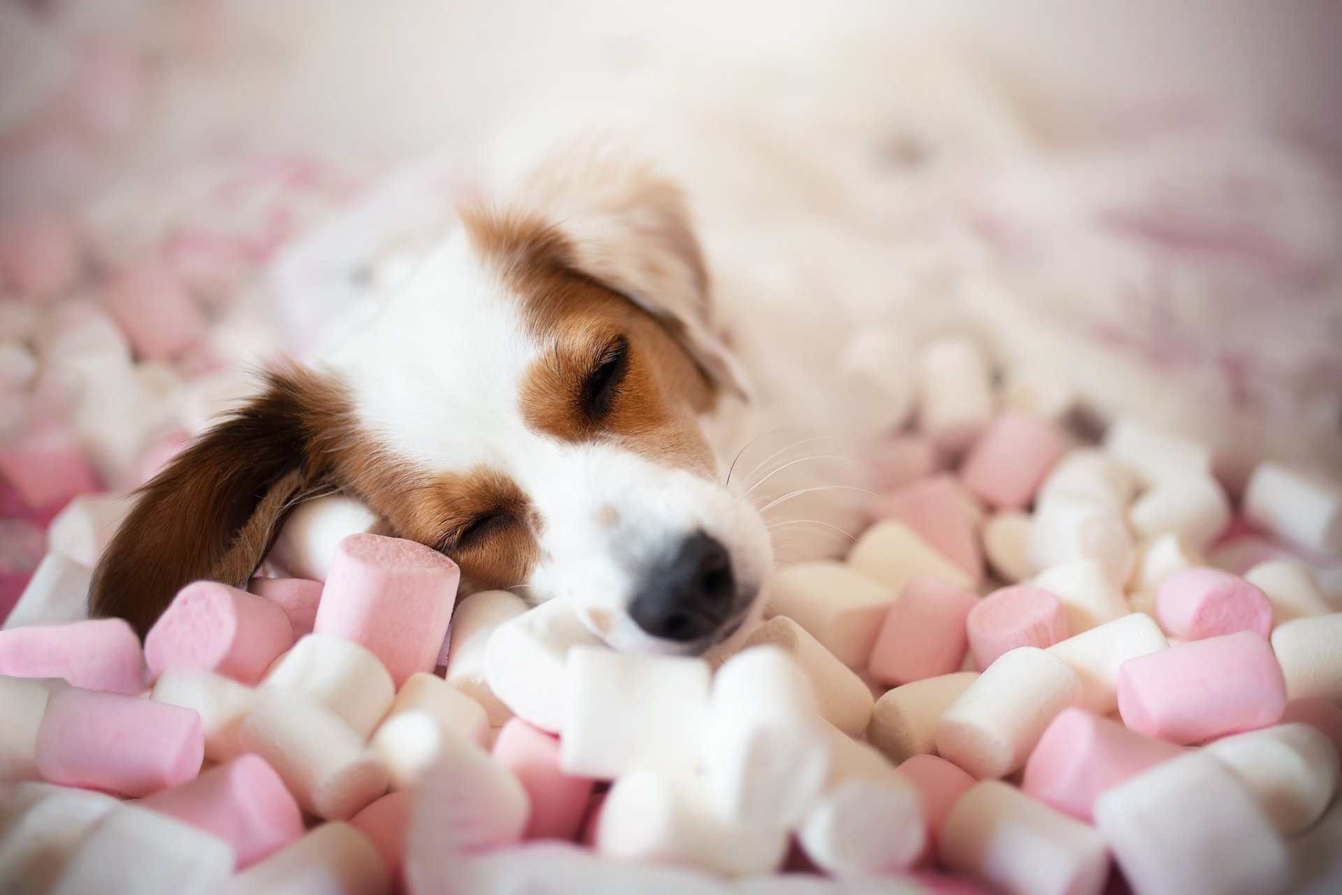 Download Sleeping Marshmallow Puppy Baby Animal Animal Dog HD Wallpaper