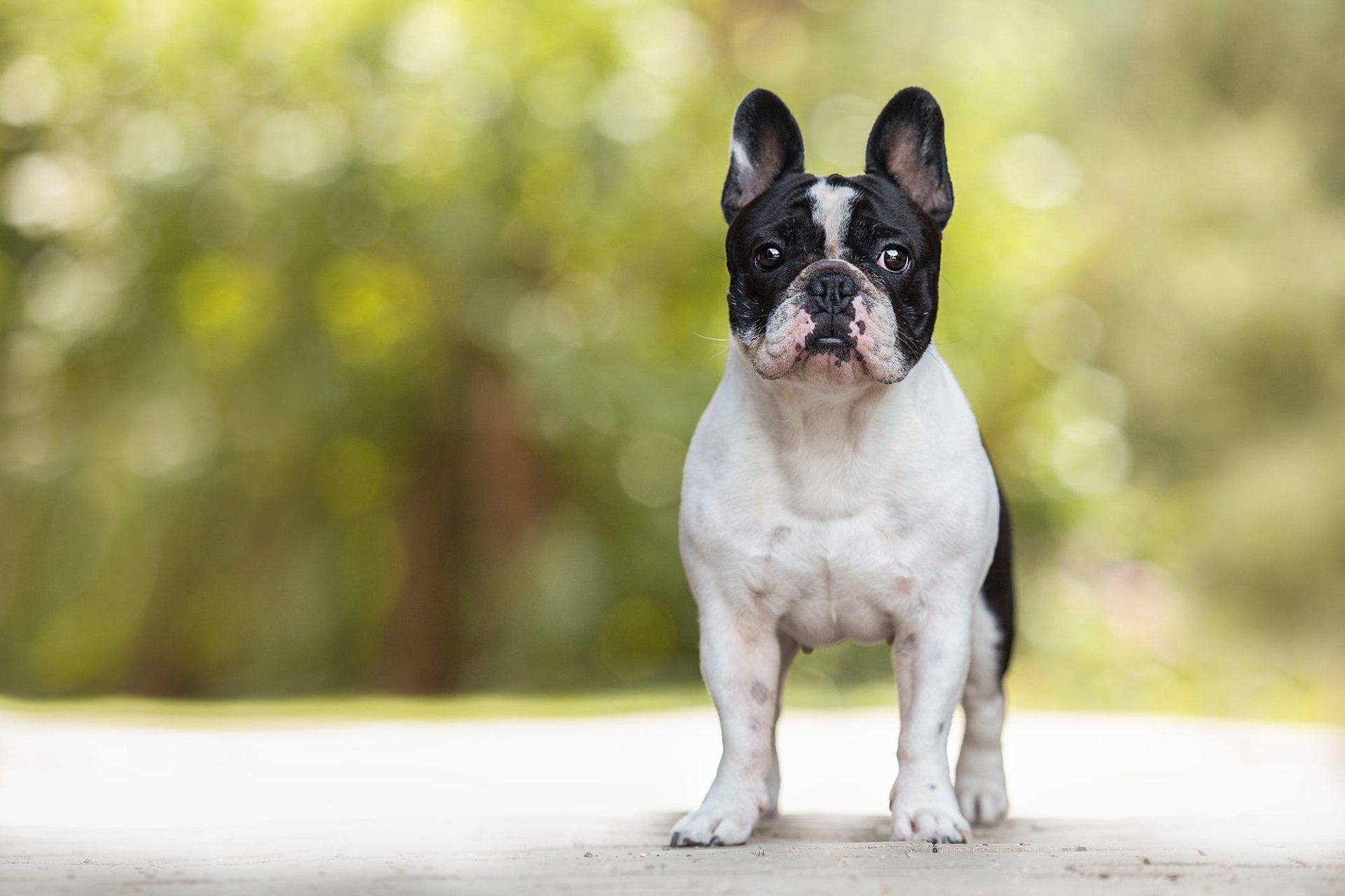 Download Depth Of Field Dog Animal French Bulldog HD Wallpaper ...