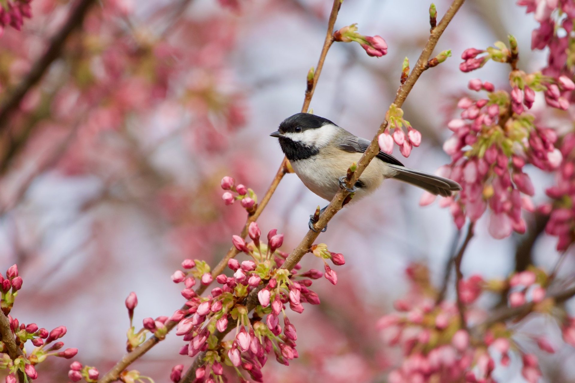 Download Passerine Spring Blossom Bird Animal Titmouse HD Wallpaper ...