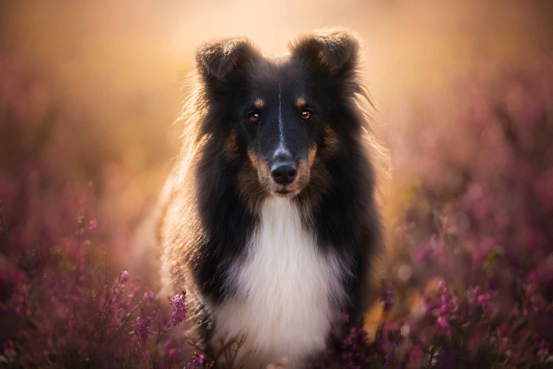 Download Flower Stare Dog Animal Shetland Sheepdog  HD Wallpaper