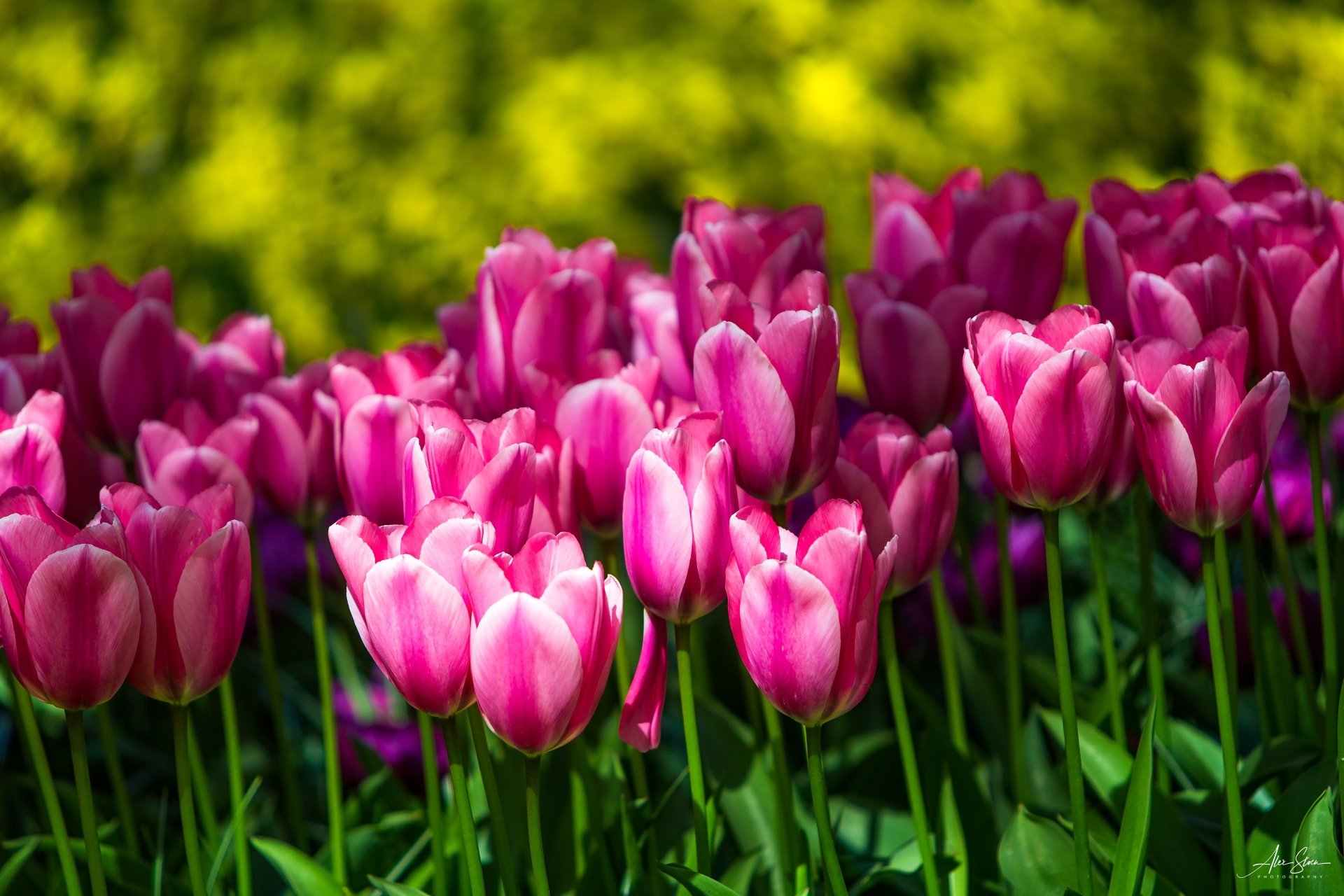 Download Pink Flower Flower Nature Tulip 4k Ultra HD Wallpaper ...