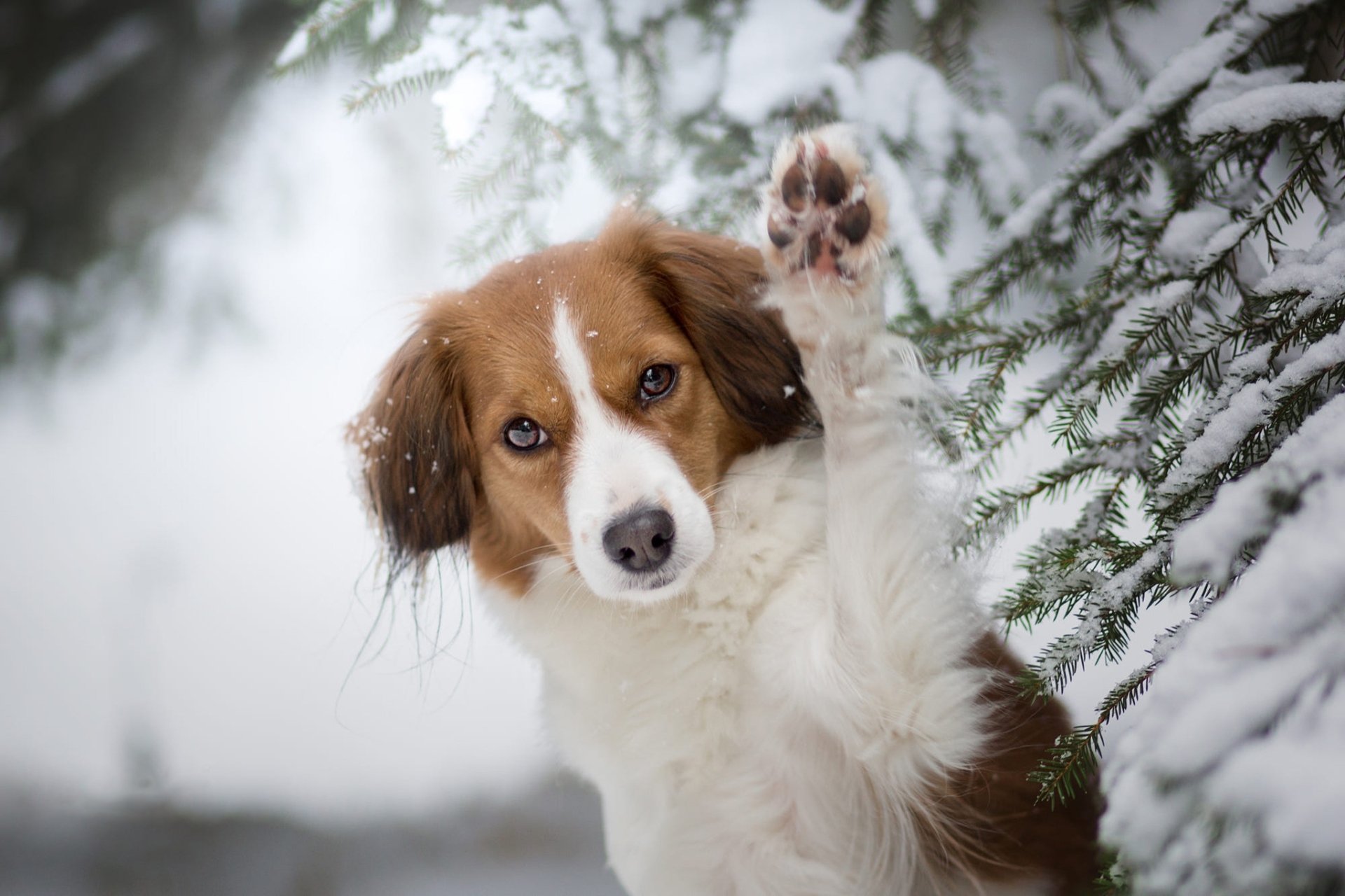Download Dog Winter Animal Kooikerhondje HD Wallpaper