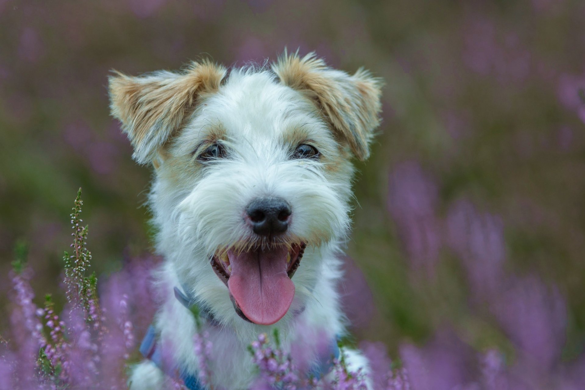 Download Dog Animal Jack Russell Terrier HD Wallpaper by Johannes Weyers