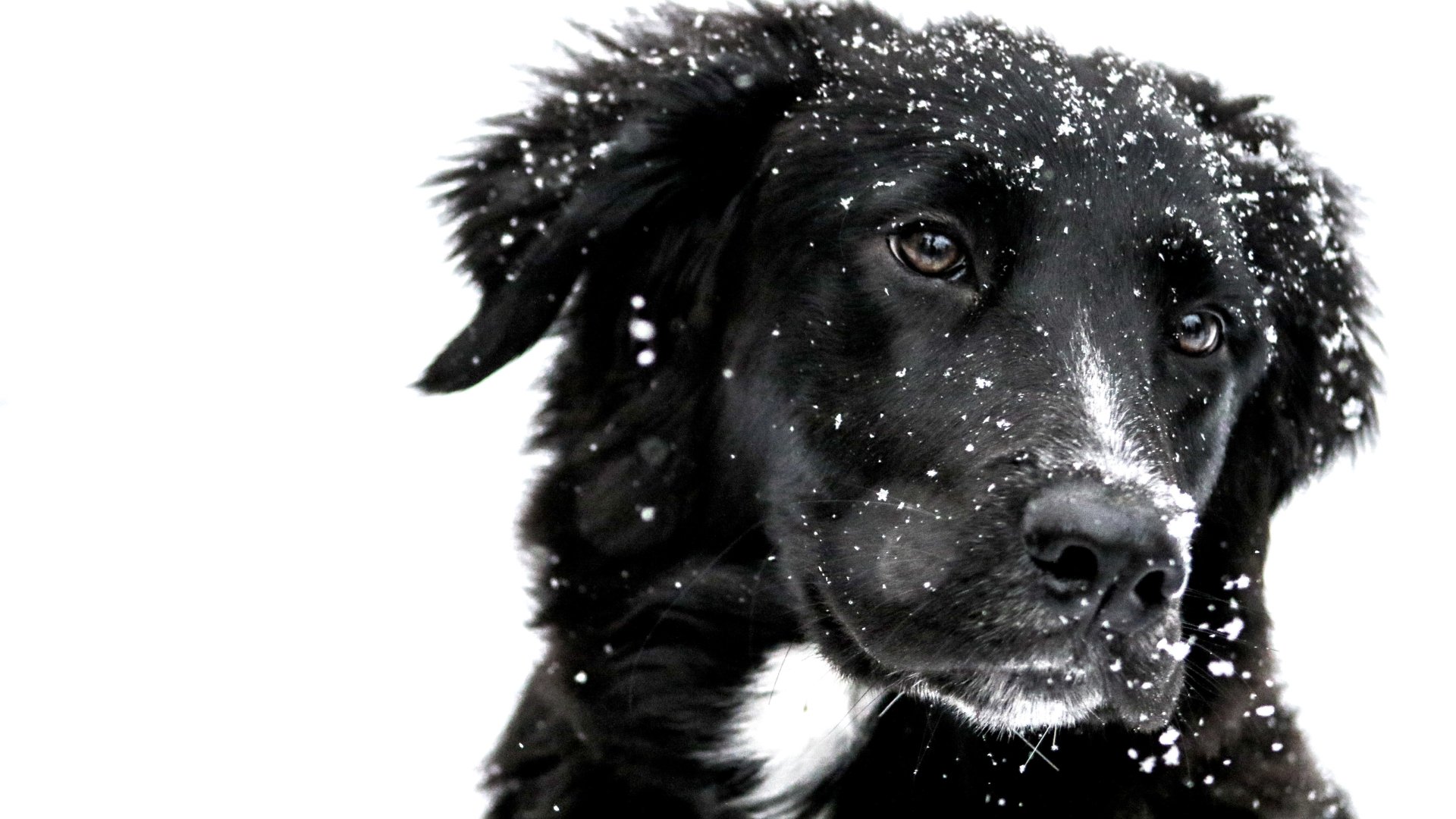 Download Snow Face Animal Dog Black Dog Winter Animals 4k Ultra HD Wallpaper