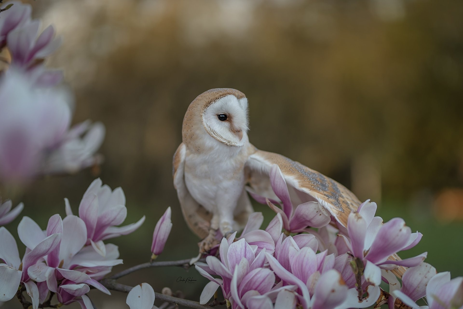 Download Bird Owl Flower Animal Barn Owl HD Wallpaper