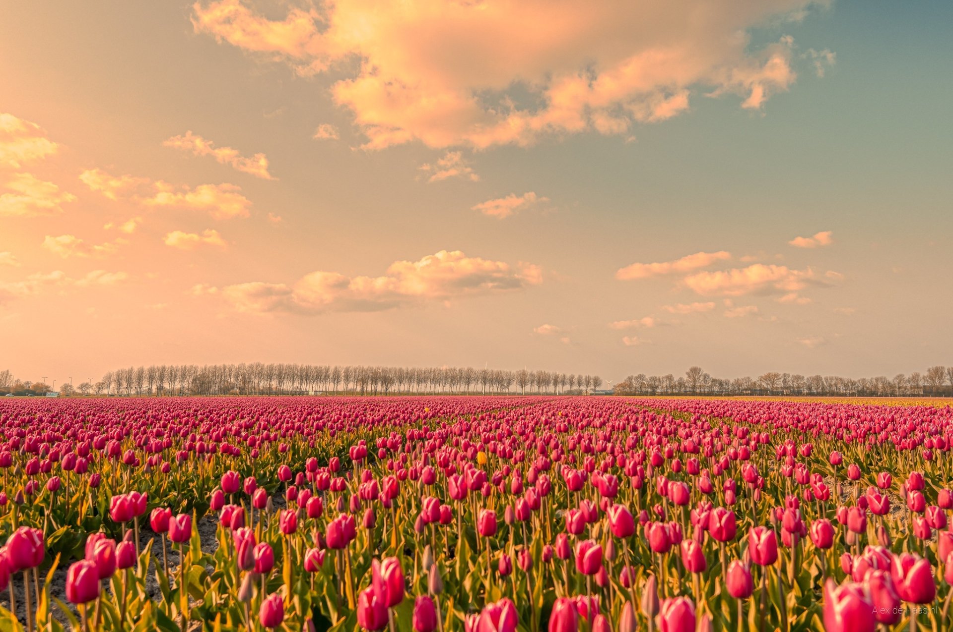 Download Pink Flower Sky Nature Spring Flower Field Tulip HD Wallpaper