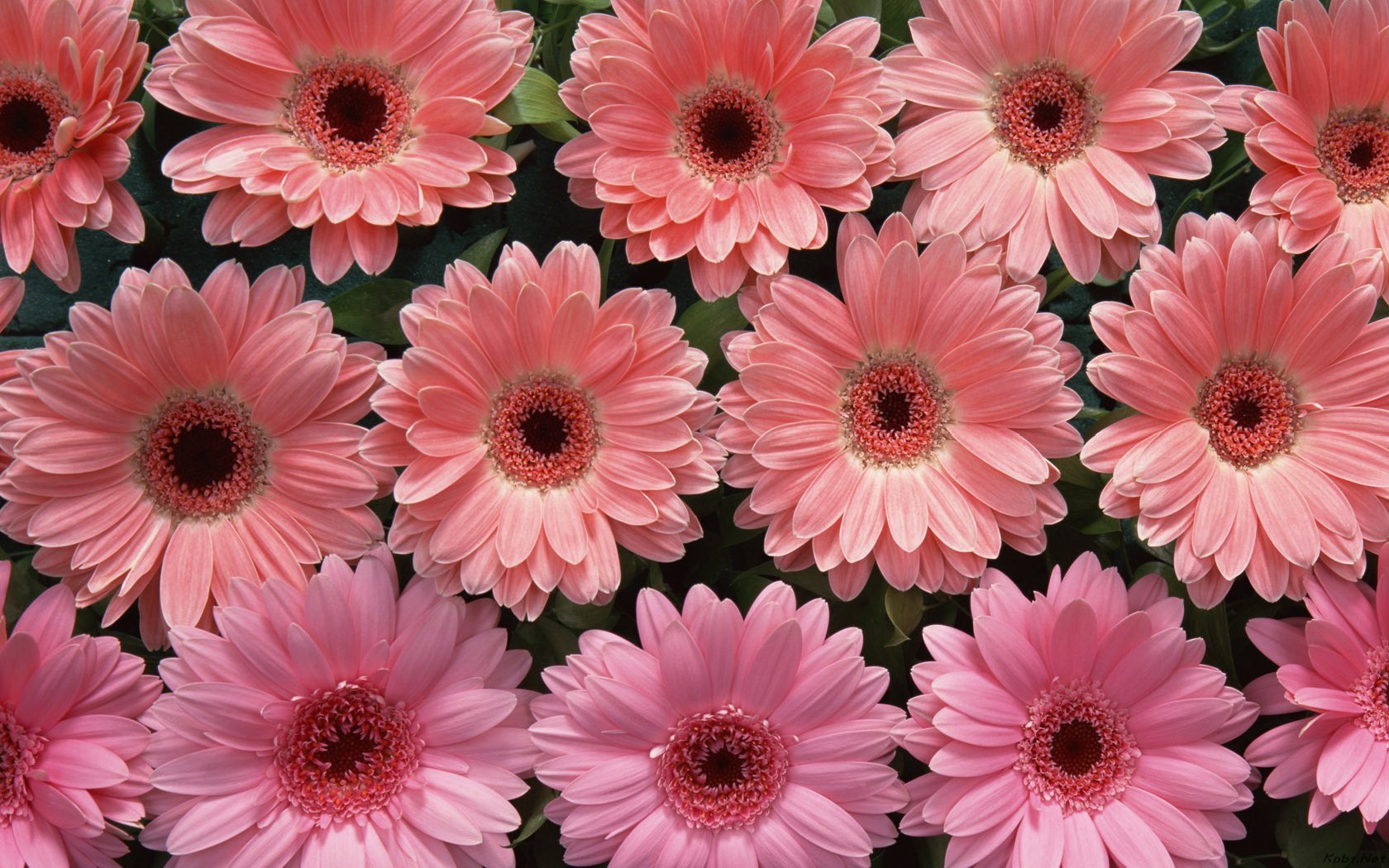 gerbera daisy desktop background