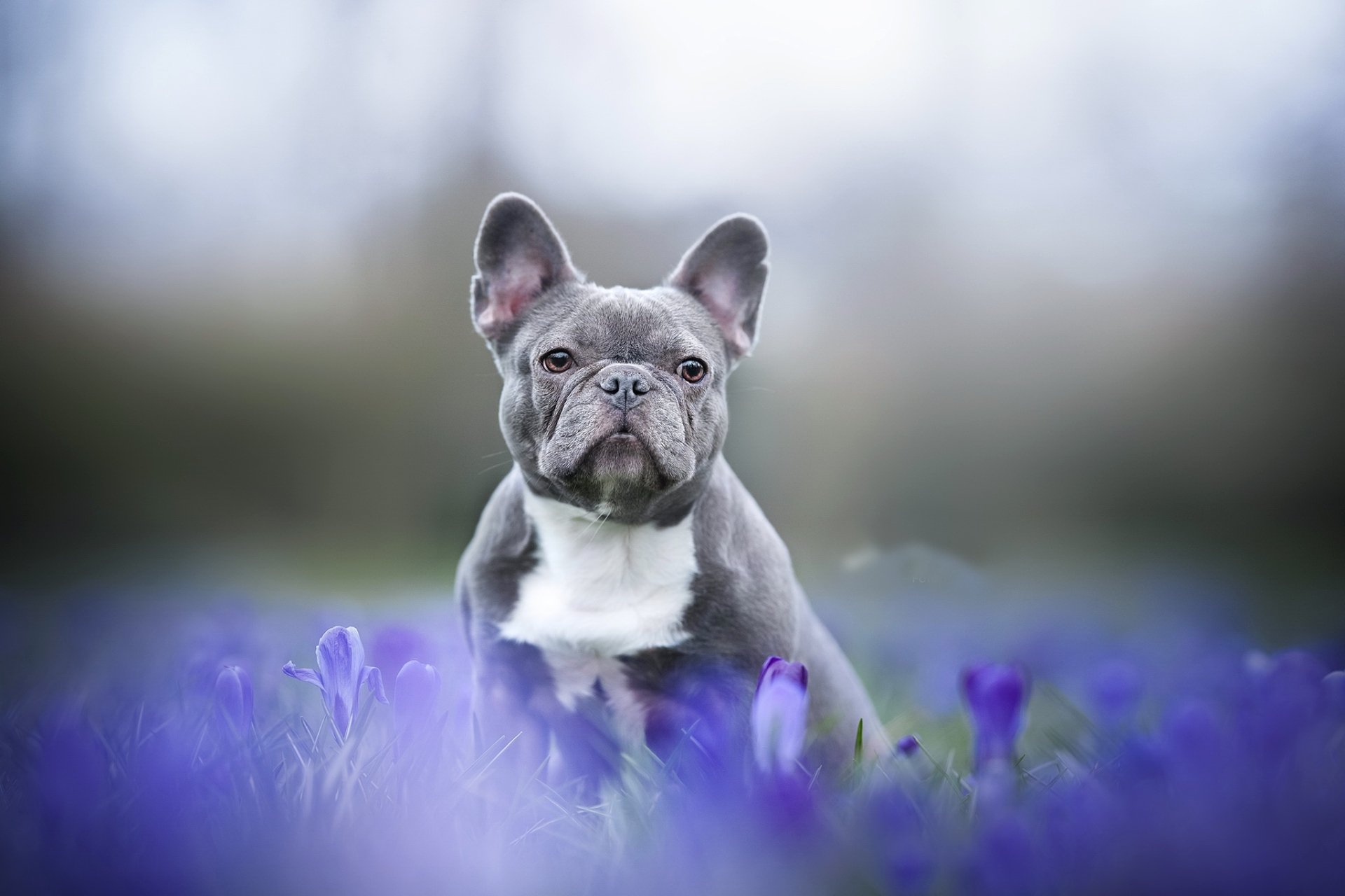 French Bulldog HD Wallpaper | Background Image | 2048x1365 | ID:1074693