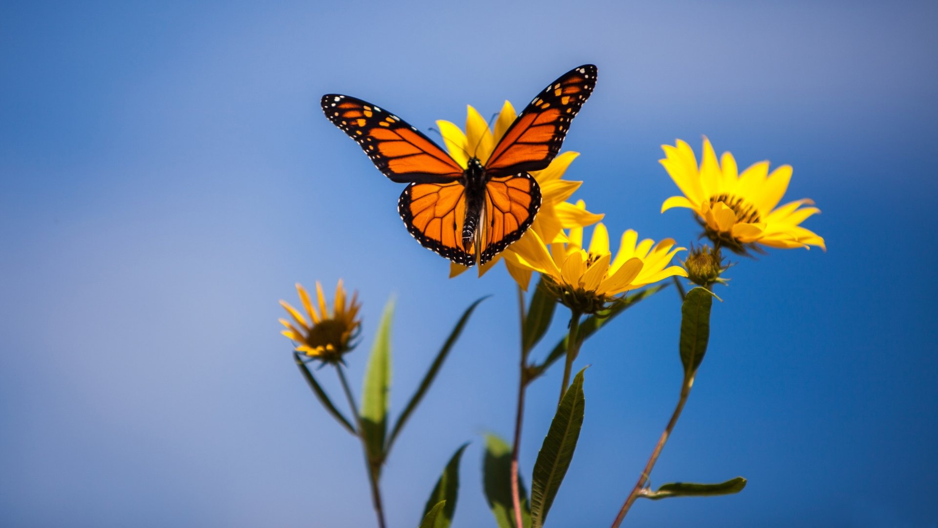 A vibrant monarch butterfly perched on bright yellow flowers against a clear blue sky, captured in stunning 4K Ultra HD macro detail.