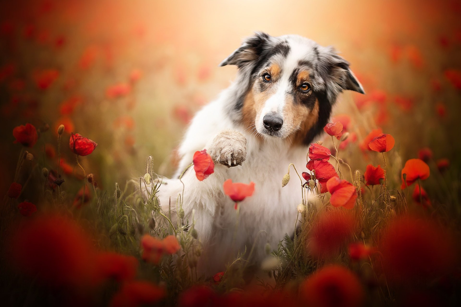 Animal Australian Shepherd HD Wallpaper