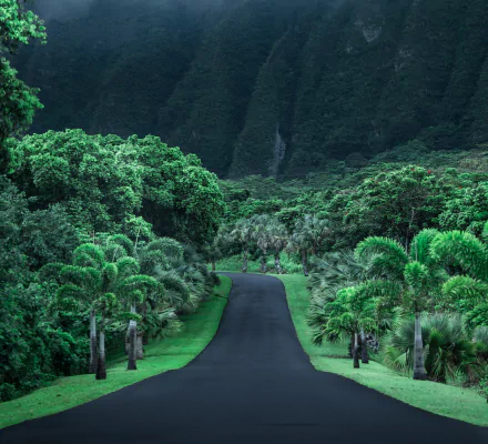  Empty Road in Hawaii by Cath Simard
