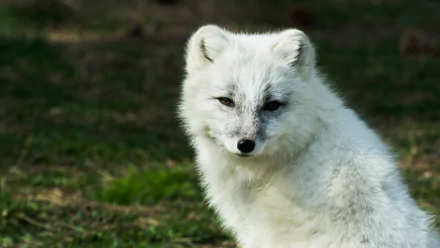 fox Animal arctic fox HD Desktop Wallpaper | Background Image