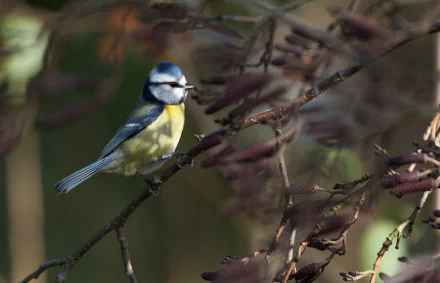 passerine bird Animal titmouse HD Desktop Wallpaper | Background Image