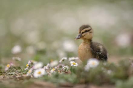 duckling baby animal bird Animal duck HD Desktop Wallpaper | Background Image