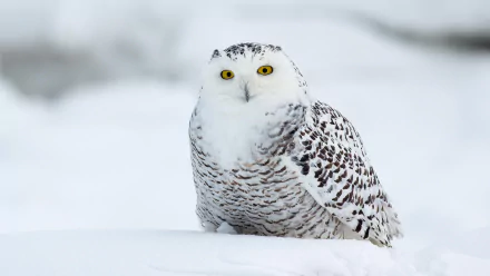 Close-up of a snowy owl with striking yellow eyes resting on a blanket of snow, captured in 4K Ultra HD as a nature-themed PC desktop wallpaper.